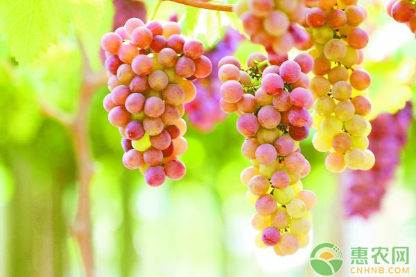 立夏后的農(nóng)事該注意哪些事項(xiàng)？立夏后的農(nóng)事概要
