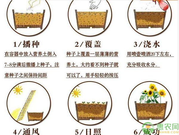 垂盆草种植方法图片