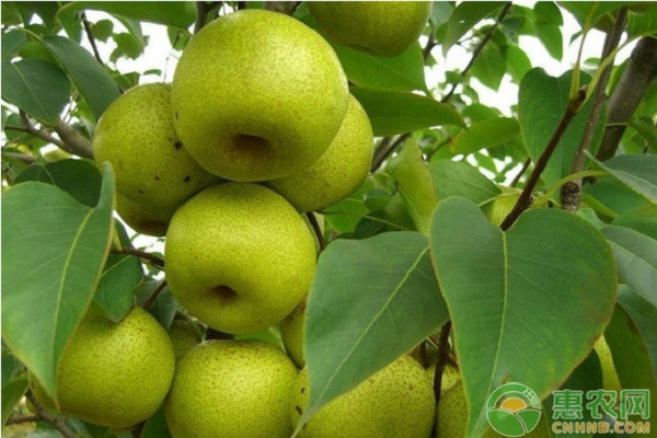 南方地區(qū)綠寶石梨優(yōu)質(zhì)高效<a href='http://www.iweekee.cn/t/31411.html' class='j-href' target='_blank'><span style='color:#FF8001'>栽培技術(shù)</span></a>分析