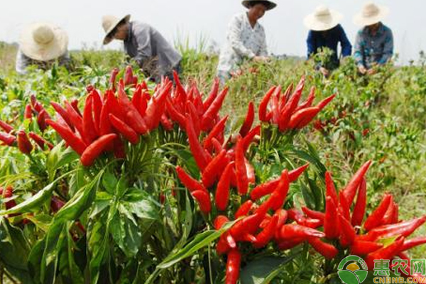 辣椒如何種植能高產(chǎn)？畝產(chǎn)值4500～5000元辣椒栽培技術(shù)