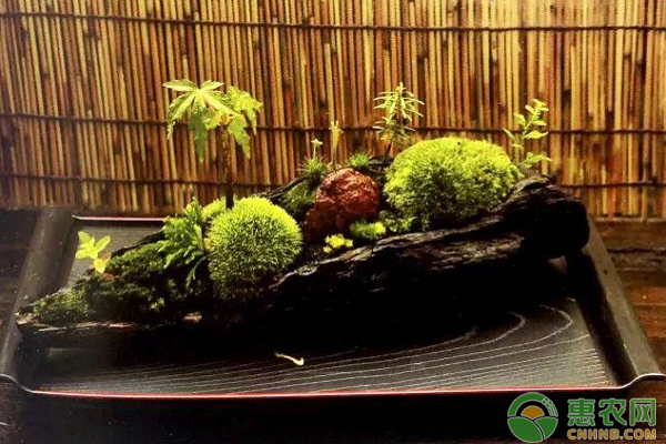 如何自制古董花盆？“流木”制成容器的四步加工法