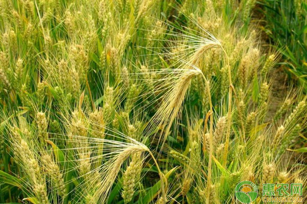 小麥灌漿期如何管理？小麥灌漿期的豐產(chǎn)管理措施