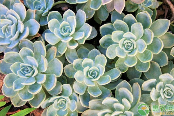 石蓮花水培方法
