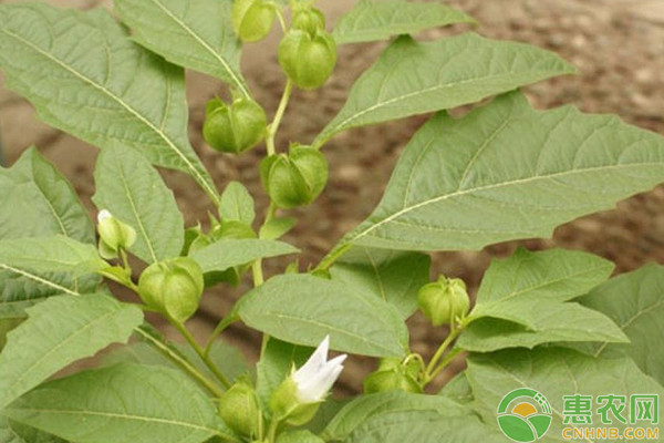 菇娘怎么種植？菇娘高效種植技術(shù)要點(diǎn)