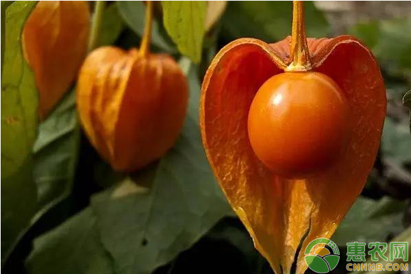 菇娘怎么種植？菇娘高效種植技術(shù)要點(diǎn)