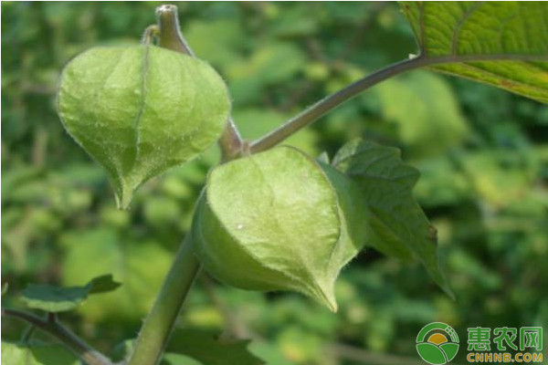 菇娘怎么種植？菇娘高效種植技術(shù)要點(diǎn)