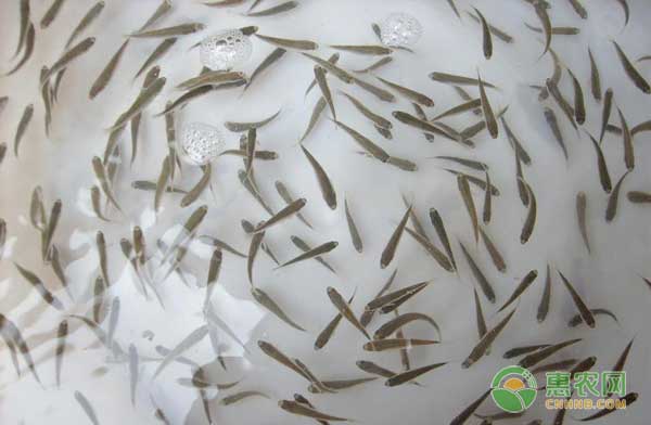 水花怎么養(yǎng)？水花淡水養(yǎng)殖標(biāo)粗技術(shù)