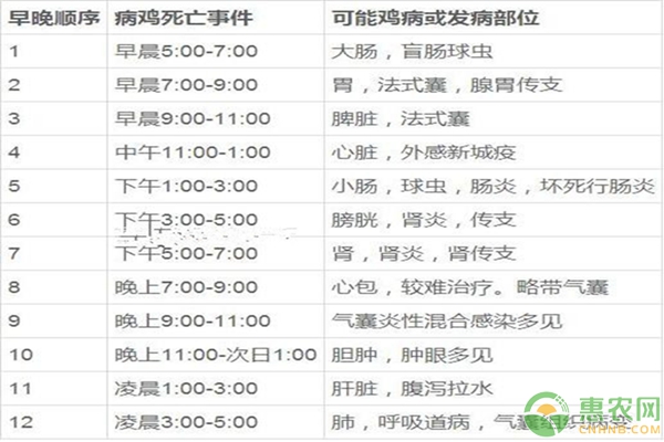 養(yǎng)雞