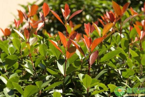 球花石楠