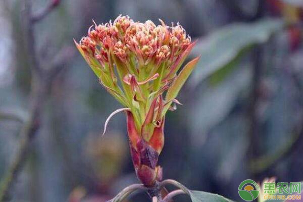 球花石楠種植技術(shù)