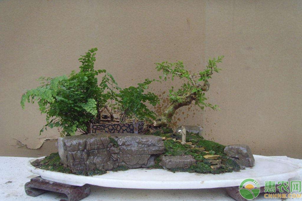 山水盆景制作構(gòu)圖