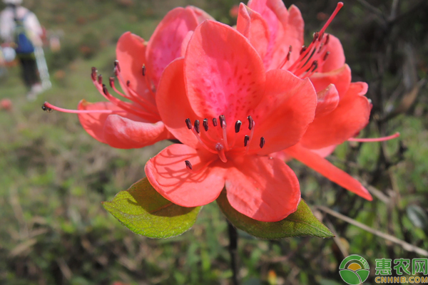 映山紅怎么養(yǎng)殖？映山紅5大養(yǎng)殖技巧