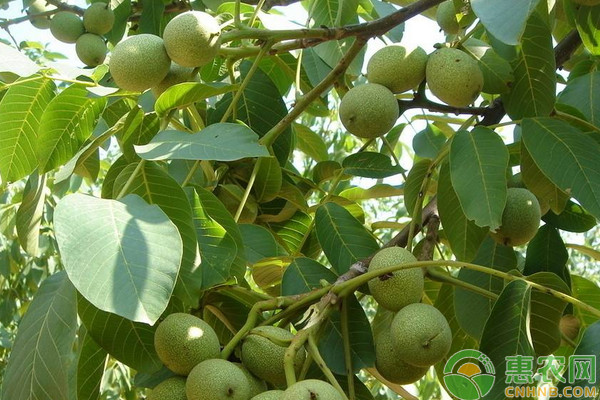 北方地區(qū)核桃主要病蟲害的防治技術(shù)