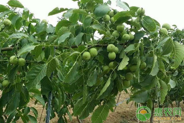 北方地區(qū)核桃主要病蟲害的防治技術(shù)