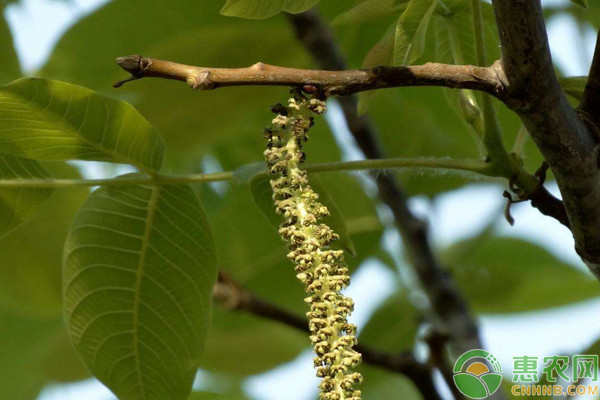 北方地區(qū)核桃主要病蟲害的防治技術(shù)