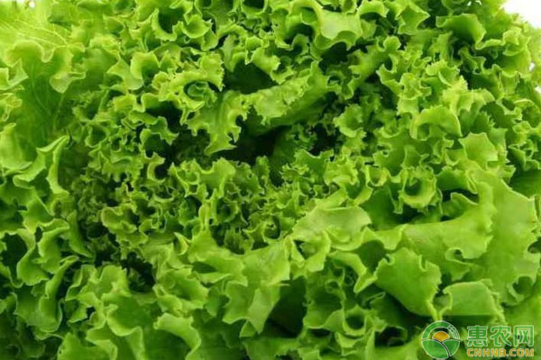 蔬菜種植：玻璃生菜的種植方法和技巧