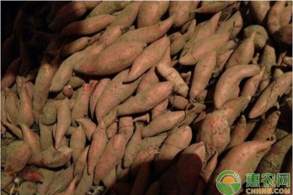 煙薯25號(hào)怎么種植？煙薯25號(hào)栽培管理技術(shù)