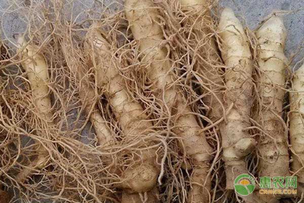 玉竹種植新技術：玉竹地膜覆蓋栽培技術