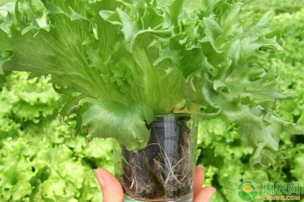 蔬菜種植：玻璃生菜的種植方法和技巧