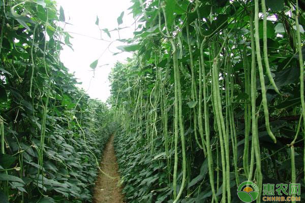 长豇豆怎么种植？豇豆高产种植技术-图片版权归惠农网所有