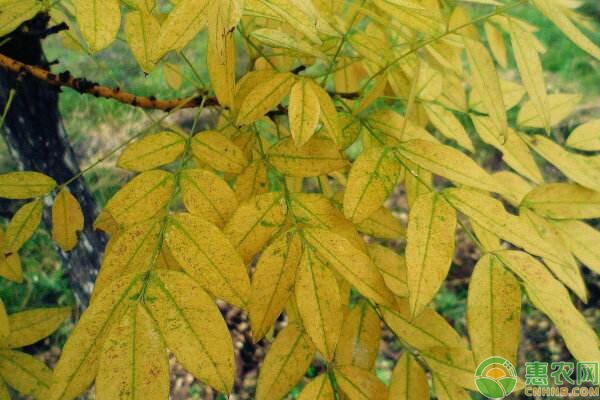 金枝槐種植技術(shù)詳解