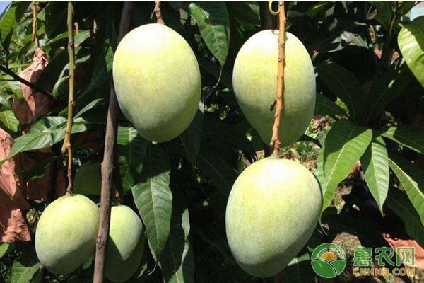 芒果紅蜘蛛蟲害的危害及其防治技術(shù)（內(nèi)附用藥指南）