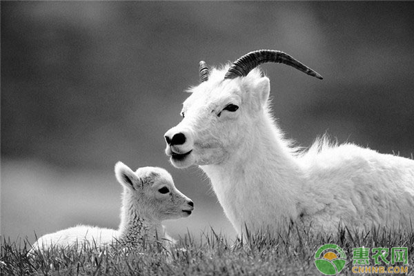 羔羊怎么養(yǎng)殖？羔羊的日常飼養(yǎng)管理技術(shù)（附精飼料配方）