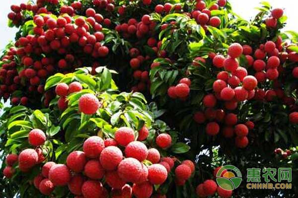 荔枝怎么壯花保果？荔枝壯花保果防裂技術(shù)