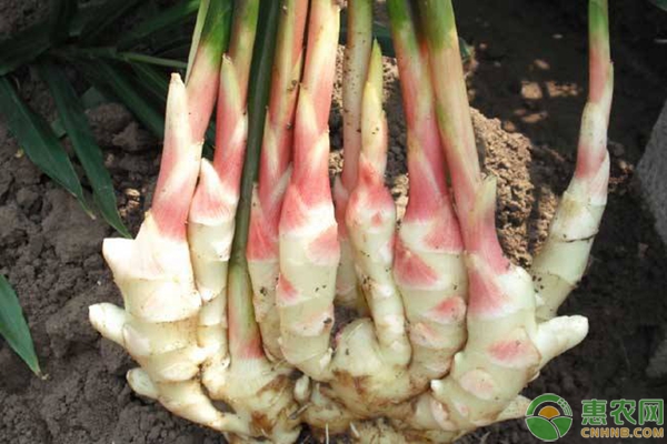 生姜種植技術