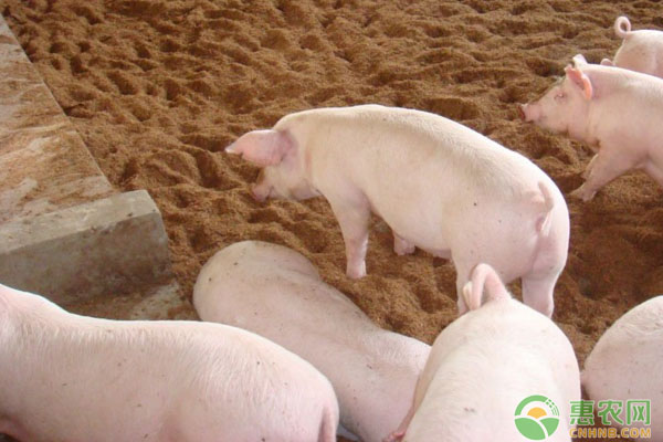 豬養(yǎng)殖技術(shù)：豬飼料配制的注意事項(xiàng)有哪些？