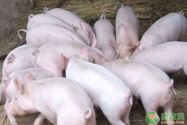 豬養(yǎng)殖技術(shù)：豬飼料配制的注意事項(xiàng)有哪些？