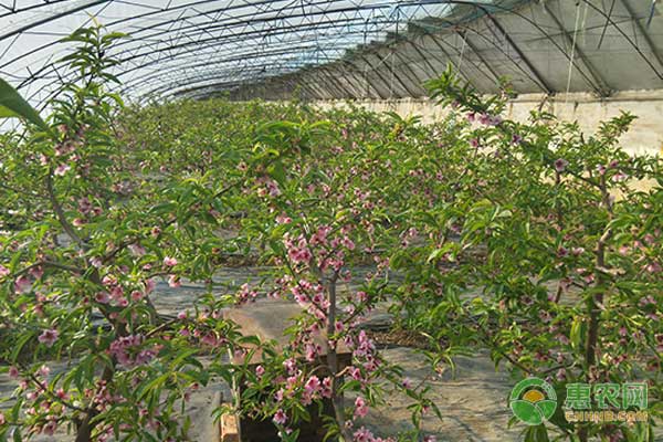 大棚桃树怎么管理？大连地区大棚桃树高效栽培管理技术