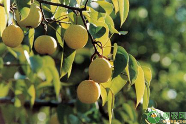 秋子梨種植技術(shù)