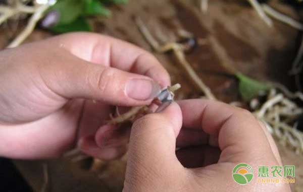油茶苗怎么嫁接？油茶高效嫁接技術(shù)