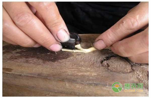 油茶苗怎么嫁接？油茶高效嫁接技術(shù)