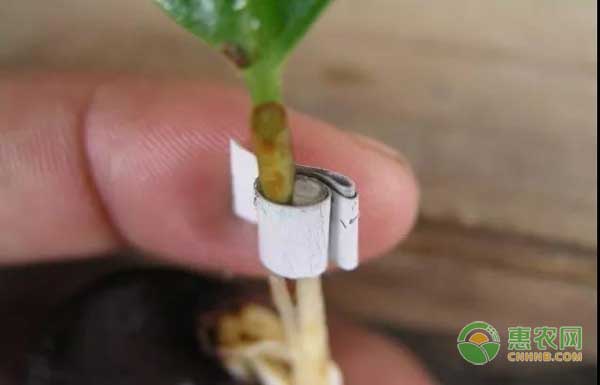 油茶苗怎么嫁接？油茶高效嫁接技術(shù)