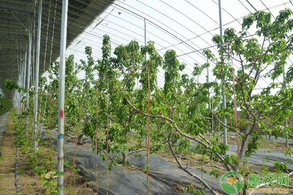 大櫻桃怎么育苗？大櫻桃容器大苗生產(chǎn)技術