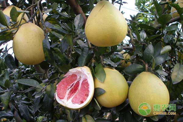 5月份平和琯溪蜜柚病蟲害綜合防治技術(shù)