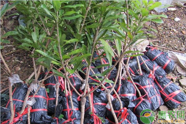 淺談果樹大苗和大樹移植的?；罴夹g(shù)