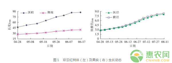 紅色沙梨怎么種？紅色沙梨新品種“彩云紅”的栽培技術(shù)詳解
