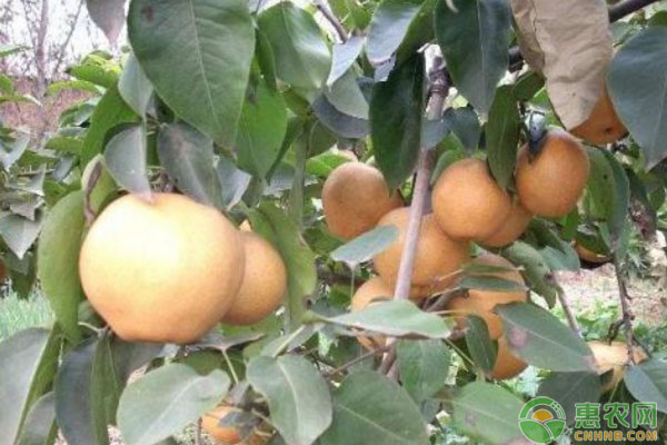 金果梨種植技術(shù)：金果梨品種特性及高產(chǎn)種植技術(shù)