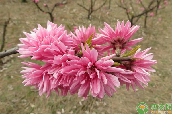 菊花桃怎么種？淺談菊花桃的栽培、修剪、繁殖技巧