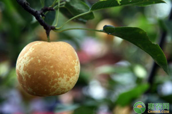 金果梨種植技術(shù)：金果梨品種特性及高產(chǎn)種植技術(shù)