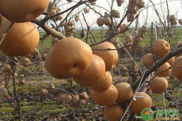金果梨種植技術(shù)：金果梨品種特性及高產(chǎn)種植技術(shù)