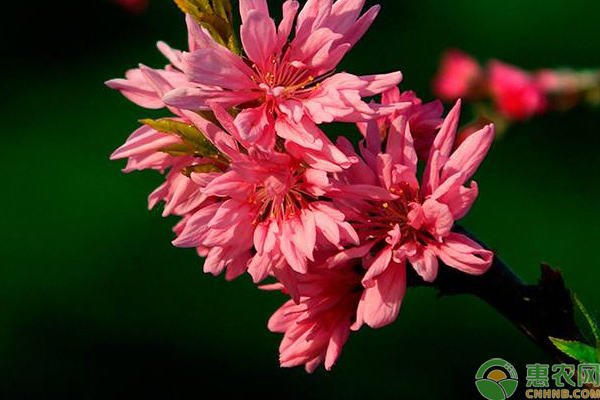 淺談菊花桃的栽培、修剪、繁殖技巧