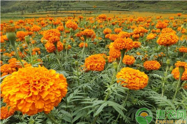 永勝縣萬(wàn)壽菊高效<a href='http://www.iweekee.cn/t/31411.html' class='j-href' target='_blank'><span style='color:#FF8001'>栽培技術(shù)</span></a>及經(jīng)濟(jì)效益分析