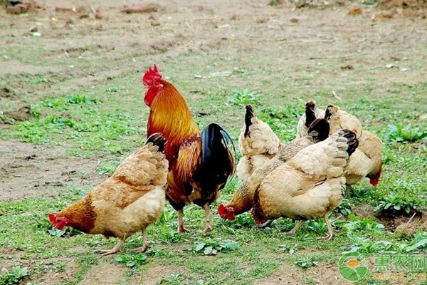 養(yǎng)雞常見問題原因分析