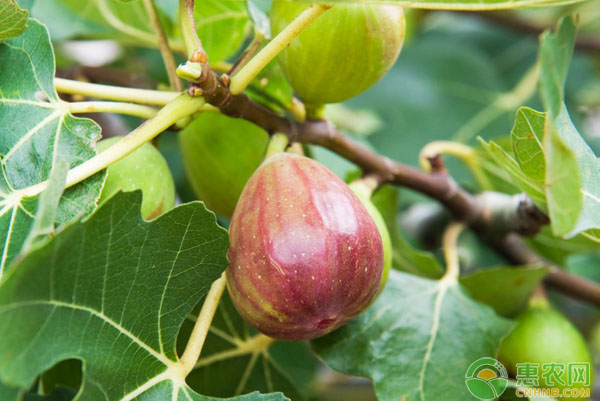 無花果如何栽培？品種選擇、種植條件、田間管理要點
