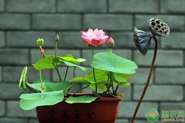 碗蓮養(yǎng)殖