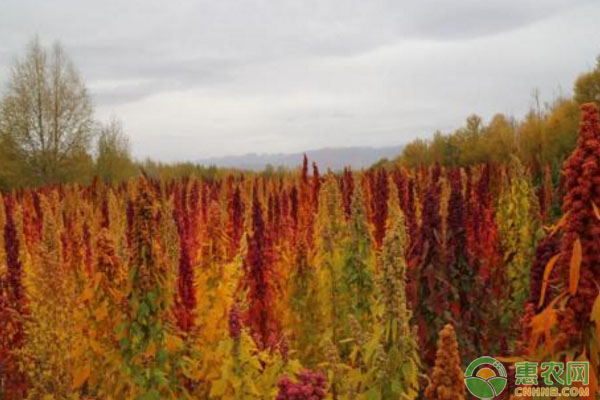 藜麦什么时候播种？藜麦高产种植技术